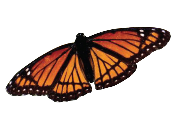 monarch butterfly