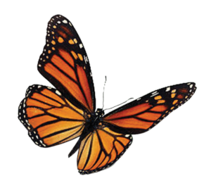 I’m Never Turning Back