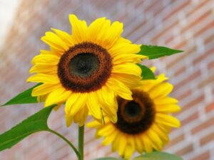 Great is Thy Faithfulness, Lord Unto Me!