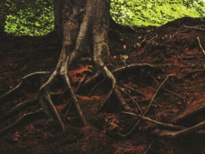 Roots of Addiction: Addiction is a Disease, But Where Does It Come From?