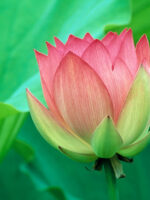 And Still a Lotus Grows